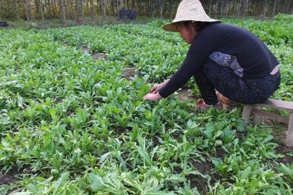 茼蒿高产要点，在疏松肥沃的土壤中种植会长得更好