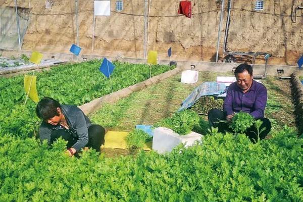 茼蒿高产要点，在疏松肥沃的土壤中种植会长得更好