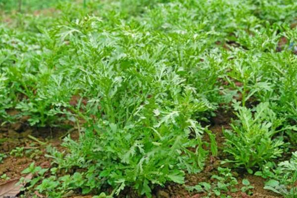 茼蒿高产要点，在疏松肥沃的土壤中种植会长得更好
