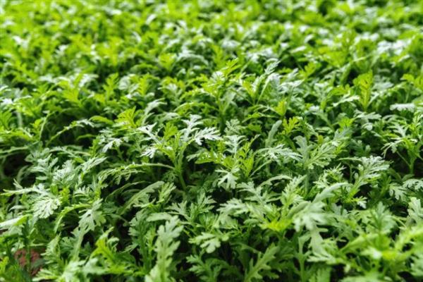 茼蒿高产要点，在疏松肥沃的土壤中种植会长得更好