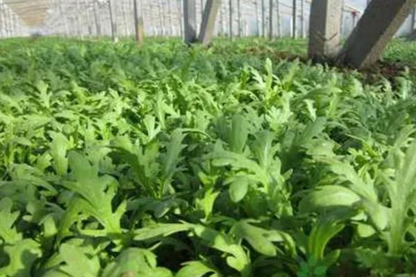 茼蒿高产要点，在疏松肥沃的土壤中种植会长得更好
