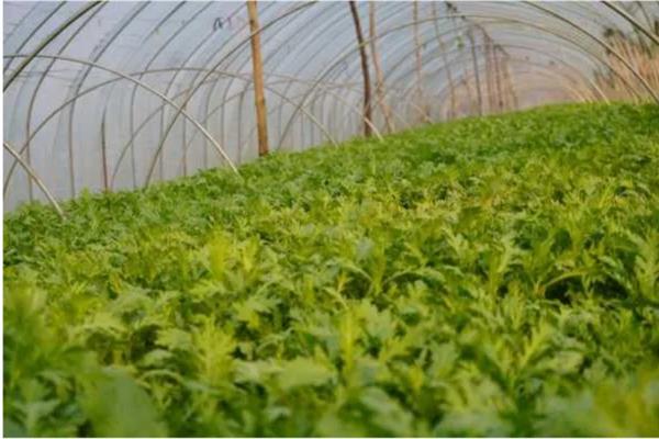 茼蒿高产要点，在疏松肥沃的土壤中种植会长得更好