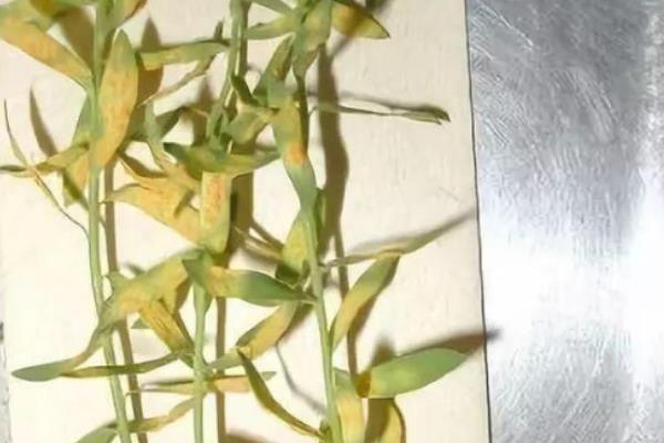 防治亚麻斑点病的方法，清除病残体可减少病菌数量