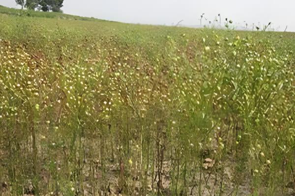 防治亚麻斑点病的方法，清除病残体可减少病菌数量