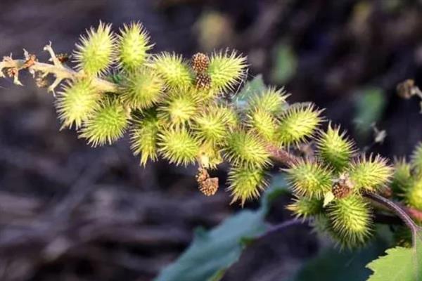 苍耳传播种子的方法，可依附在动物或人类身上传播至其它地方