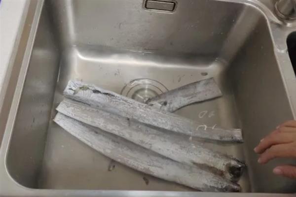 带鱼的原产地，原产于印度洋和西太平洋