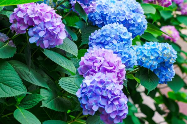 哪些花卉不吉利，包含绿萝、彼岸花、曼陀罗等品种