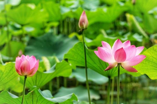 哪些花卉不吉利，包含绿萝、彼岸花、曼陀罗等品种