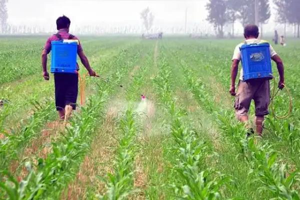玉黄金打完多久下雨不会受到影响，经过5小时后遇到降雨依然会生效