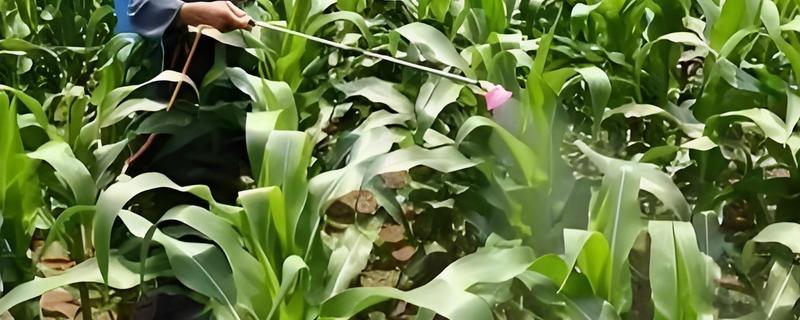 玉黄金打完多久下雨不会受到影响，经过5小时后遇到降雨依然会生效