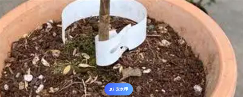 盆栽所需土壤，腐叶土可作为首选
