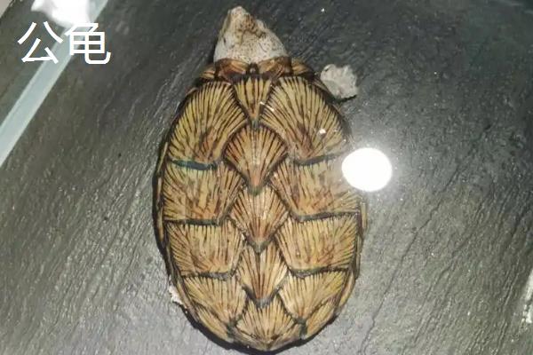 5厘米的剃刀龟能分公母吗，很难分辨公母