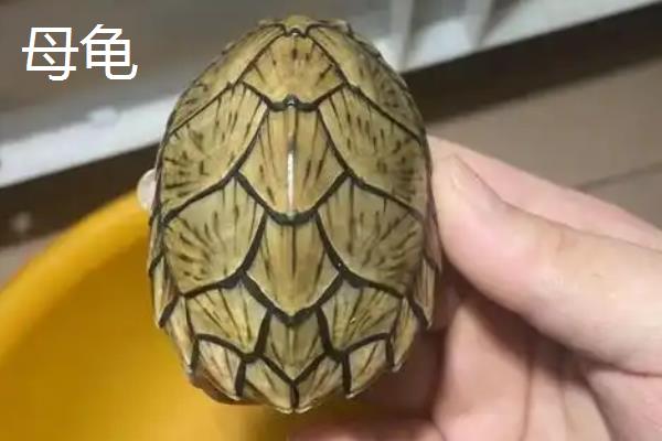 5厘米的剃刀龟能分公母吗，很难分辨公母