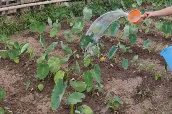 芋头苗期怎么浇水，要根据其生长阶段适当调整