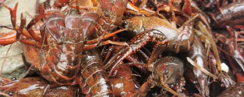 小龙虾如何饲喂，将动、植物性饵料合理配合