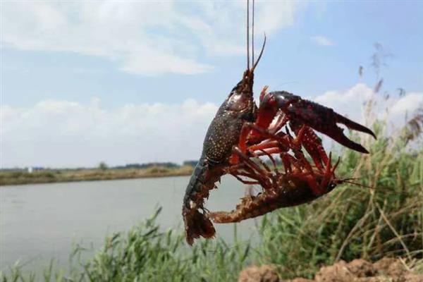 小龙虾如何饲喂，将动、植物性饵料合理配合