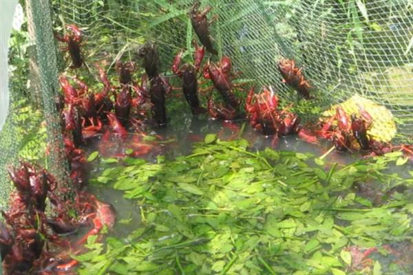 小龙虾如何饲喂，将动、植物性饵料合理配合