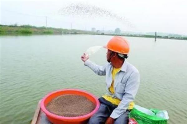 小龙虾如何饲喂，将动、植物性饵料合理配合
