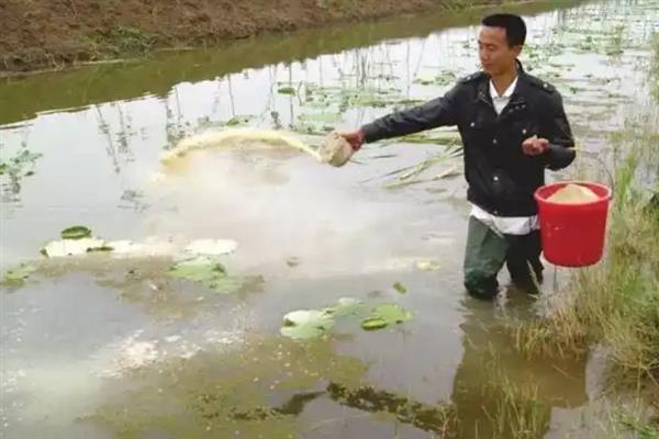 小龙虾如何饲喂，将动、植物性饵料合理配合