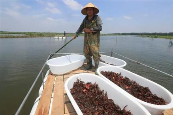 小龙虾如何饲喂，将动、植物性饵料合理配合