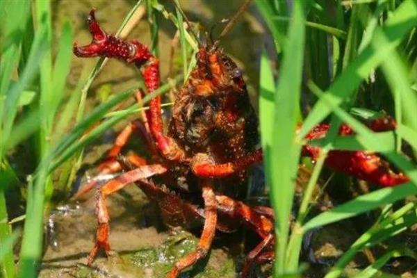 小龙虾如何饲喂，将动、植物性饵料合理配合