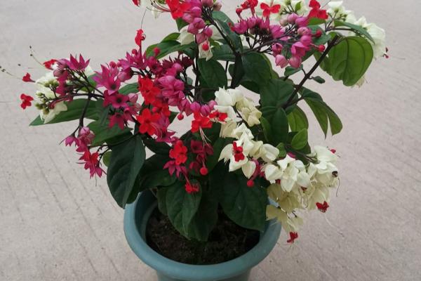 龙吐珠的养殖方法，生长期需要充足的水分