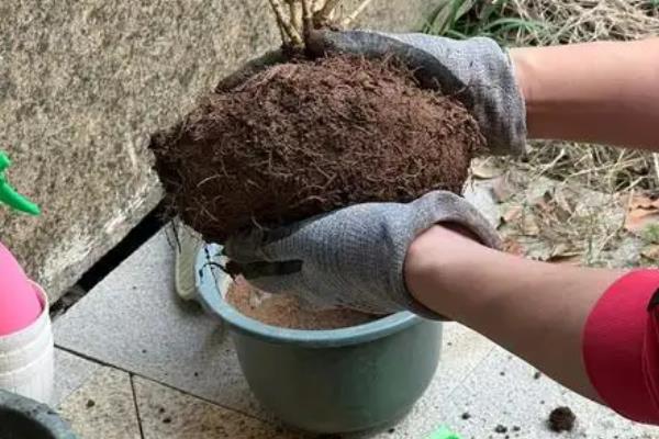 龙吐珠的养殖方法，生长期需要充足的水分