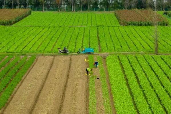 轮作的含义，是指在相同的田地中轮换种植不同的作物