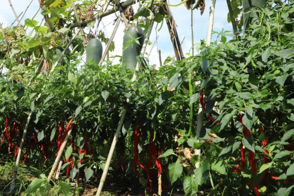 轮作的含义，是指在相同的田地中轮换种植不同的作物