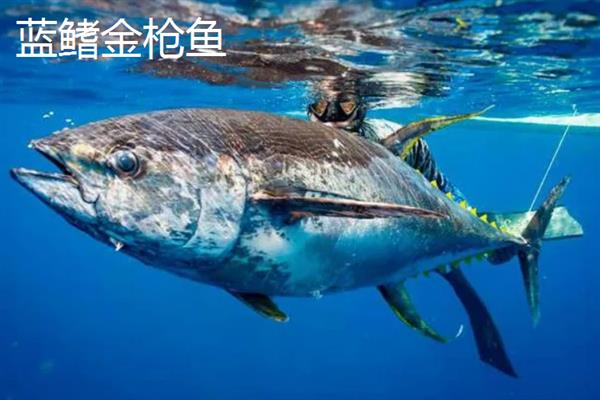 金枪鱼会睡觉吗，金枪鱼会睡觉