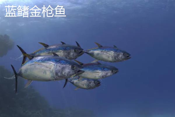 金枪鱼会睡觉吗，金枪鱼会睡觉