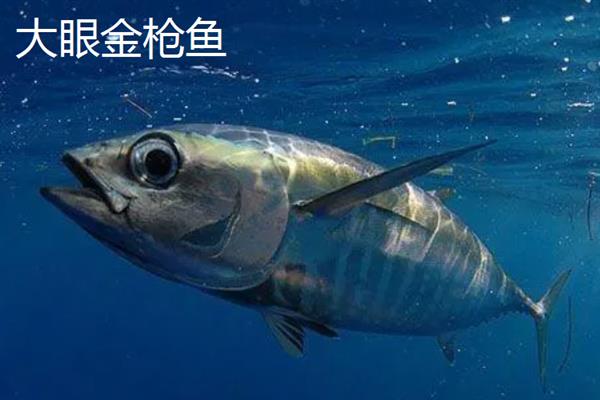 金枪鱼会睡觉吗，金枪鱼会睡觉
