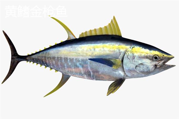 金枪鱼会睡觉吗，金枪鱼会睡觉