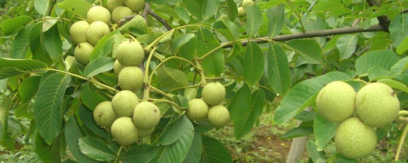 桃核能不能种出桃树，桃核能种出桃树