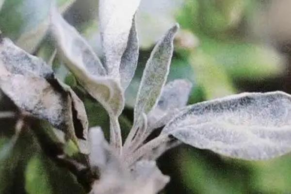 苹果白粉病有什么症状，病部表面布满白粉是主要特征