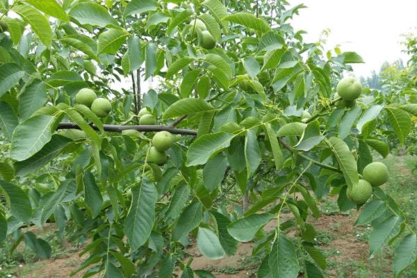 桃核能不能种出桃树，桃核能种出桃树