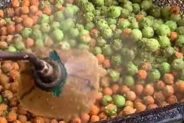 桃核能不能种出桃树，桃核能种出桃树