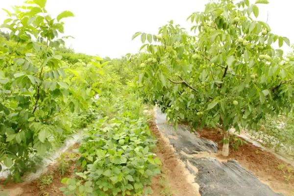 桃核能不能种出桃树，桃核能种出桃树