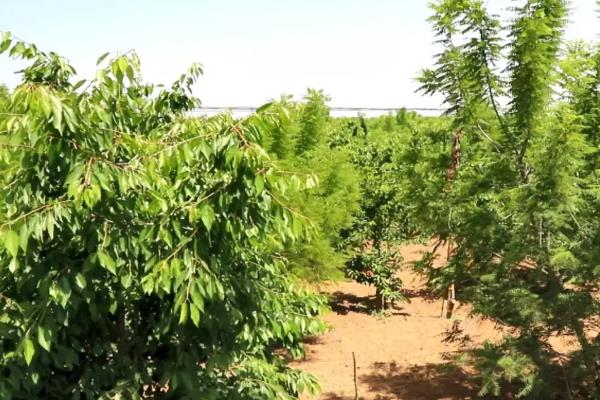 桃核能不能种出桃树，桃核能种出桃树