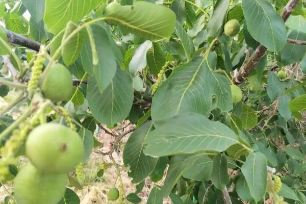 桃核能不能种出桃树，桃核能种出桃树