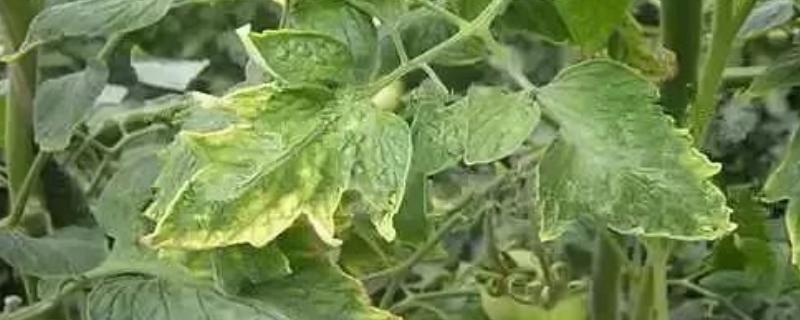 番茄缺素有什么症状，缺氮时出现植株矮小瘦弱、叶片褪绿等情况