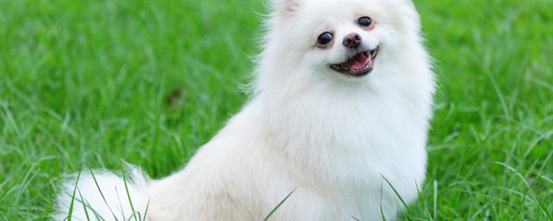 博美犬的寿命是多久，通常在14-18岁不等
