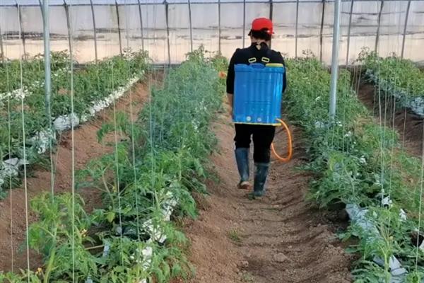 番茄缺素有什么症状，缺氮时出现植株矮小瘦弱、叶片褪绿等情况