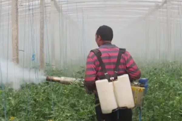 番茄缺素有什么症状，缺氮时出现植株矮小瘦弱、叶片褪绿等情况