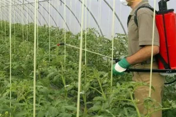 番茄缺素有什么症状，缺氮时出现植株矮小瘦弱、叶片褪绿等情况