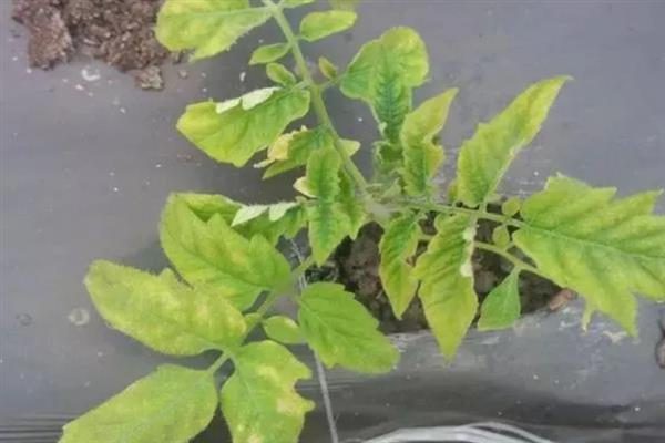 番茄缺素有什么症状，缺氮时出现植株矮小瘦弱、叶片褪绿等情况