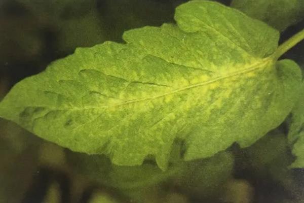 番茄缺素有什么症状，缺氮时出现植株矮小瘦弱、叶片褪绿等情况