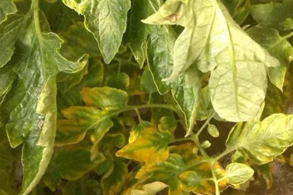 番茄缺素有什么症状，缺氮时出现植株矮小瘦弱、叶片褪绿等情况