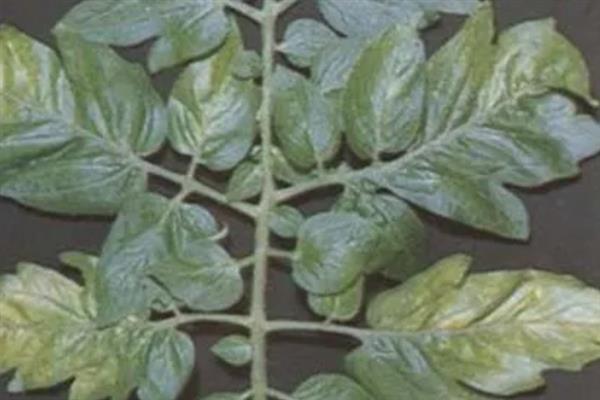 番茄缺素有什么症状，缺氮时出现植株矮小瘦弱、叶片褪绿等情况