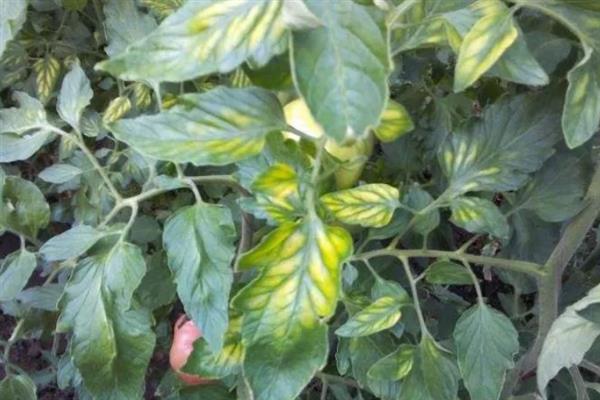 番茄缺素有什么症状，缺氮时出现植株矮小瘦弱、叶片褪绿等情况